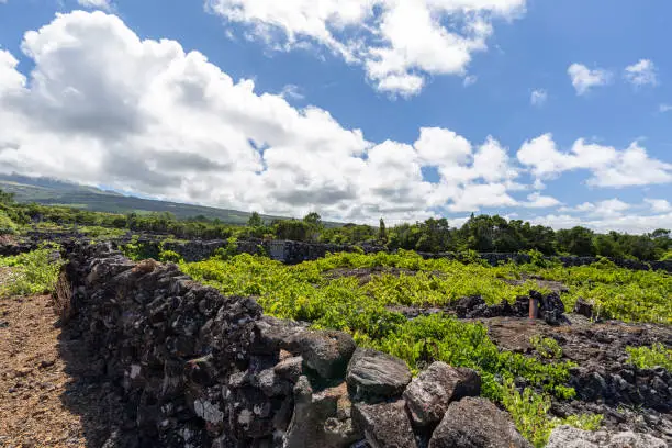 Volcanic vineyard walls with the slope of mount Pico in the distance on Pico island in the Azores, Portugal.