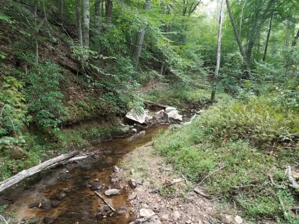 istock creek or stream in woods or forest with trees 1202490731