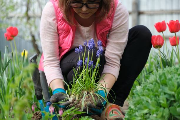 istock Spring work in garden, woman hands in gloves with garden tools 1202491077
