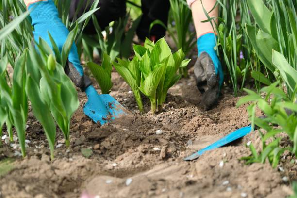 istock Woman hands with garden tools working with soil and cultivating hostas 1202491124