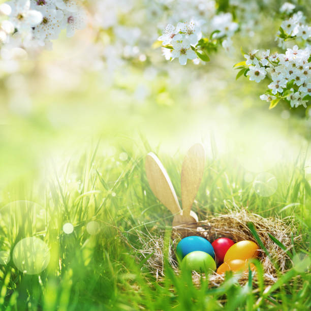 meadow with colorful easter eggs - easter bunny easter grass sunlight imagens e fotografias de stock