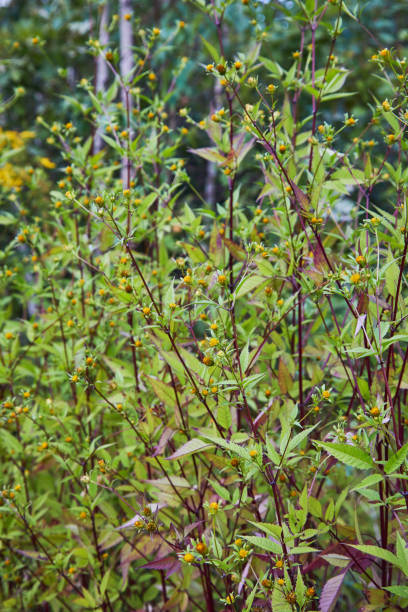 istock Three-lobe beggarticks (Bidens tripartita) growing in the forest. 1202492097