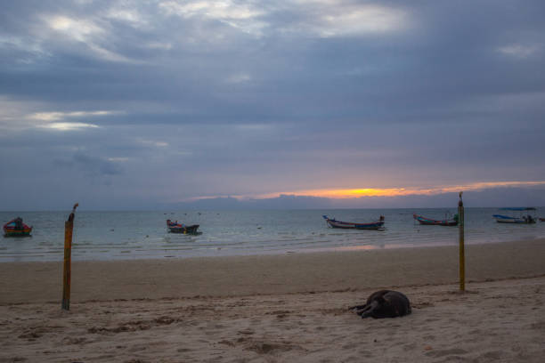istock dog lying on the beach with bottom boats at sunset 1202492455