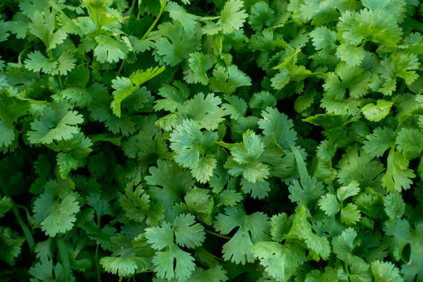 istock Organic Green Coriander in vegetable garden, Thai herb. 1202492626