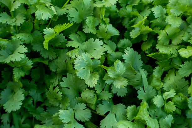 istock Organic Green Coriander in vegetable garden, Thai herb. 1202492627