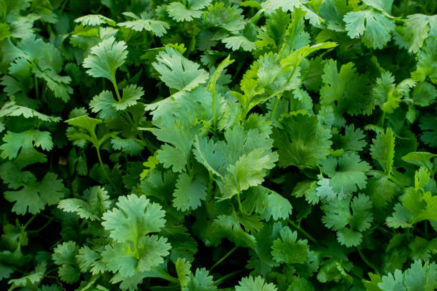 istock Organic Green Coriander in vegetable garden, Thai herb. 1202492630