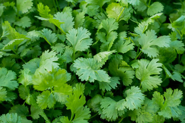 istock Organic Green Coriander in vegetable garden, Thai herb. 1202492634