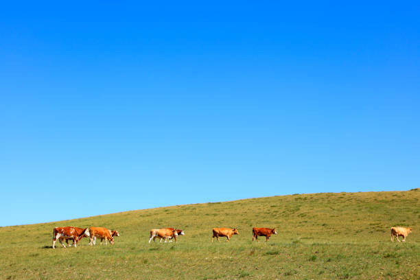 istock A herd of cattle are eating grass on the grassland 1202492710