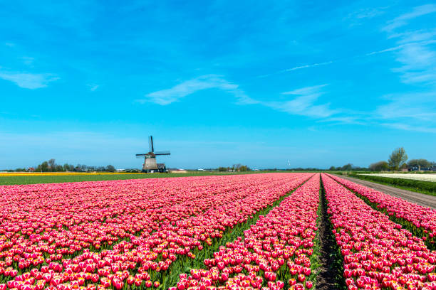 istock Tulips and Windmill, near Schagen, the Netherlands 1202493529