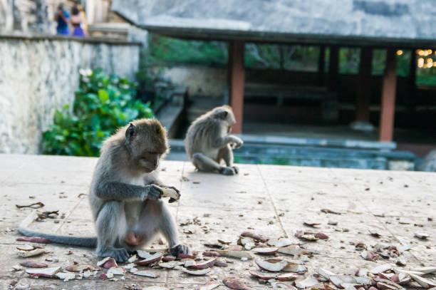 istock Cheeky monkey at Uluwatu Temple, Bali, Indonesia 1202494171