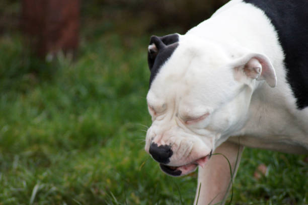 istock Old English bulldog eats grass 1202494487