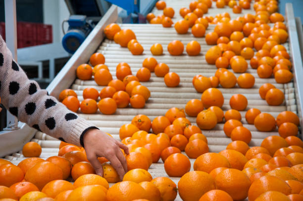 istock The working of citrus fruits 1202494757