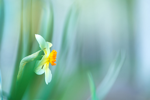White Poeticus daffodil in springtime