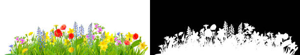 spring grass and flowers isolated with clipping path for easy isolation stock photo