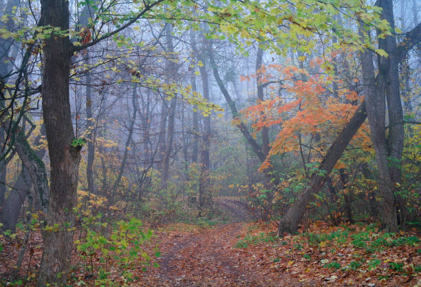 istock autumn forest with misty morning 1202496556