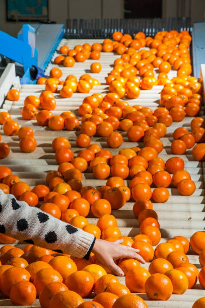 istock The working of citrus fruits 1202497794