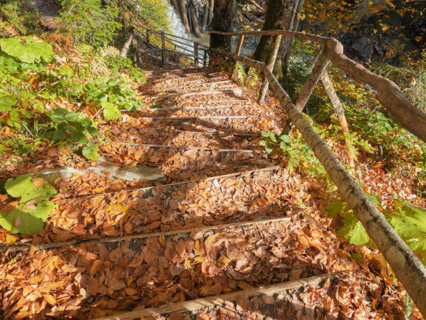 istock Steps in the forest covered with dried leaves leading down to the water 1202498689