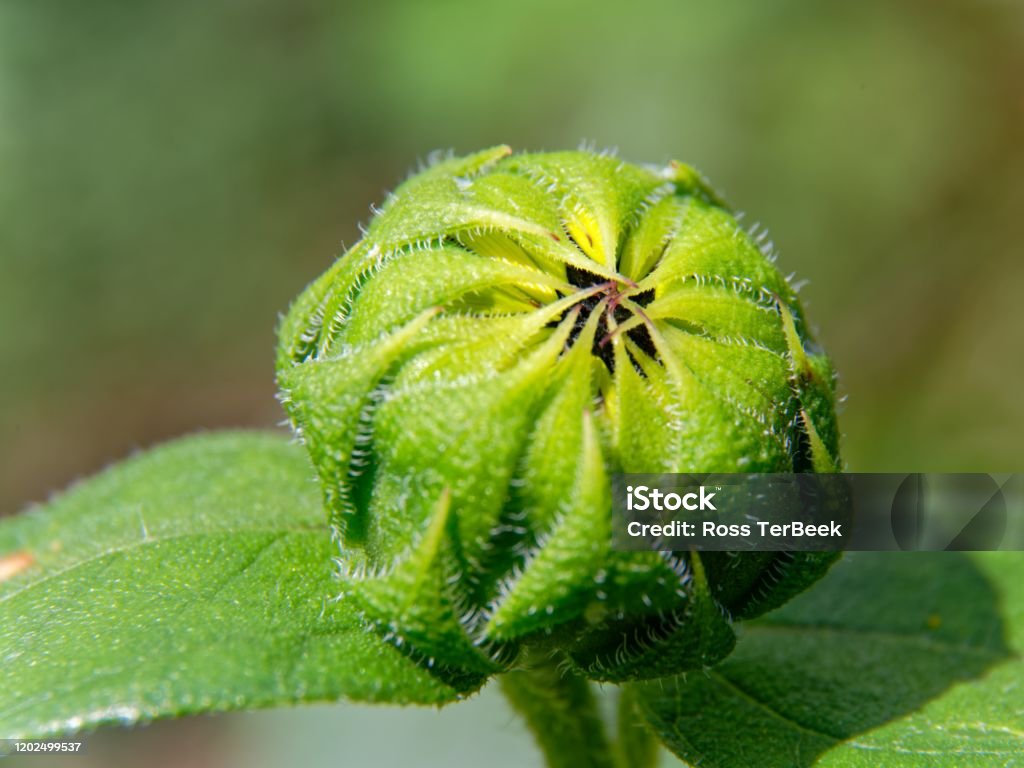 Flor Sin Abrir Con Centro Rosa Sobre Fondo Verde Jardín De Flores De Cerca Macro Fotografía Foto de stock y más banco de imágenes de Aire libre - iStock Flor Sin Abrir Con Centro Rosa Sobre Fondo Verde Jardín De Flores De Cerca Macro Fotografía Foto de stock y más banco de imágenes de Aire libre - iStock