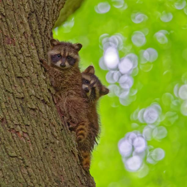 istock Baby racoons climbing tree and looking at the camera 1202499693
