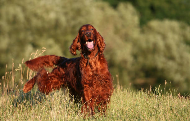istock Happy smling funny pet dog peeing in the grass 1202500103