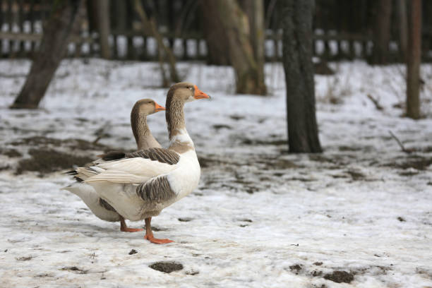goose walk on a rural farm in winter, take it in Slovakia