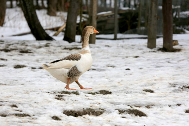 istock goose walk on a rural farm in winter time 1202500234