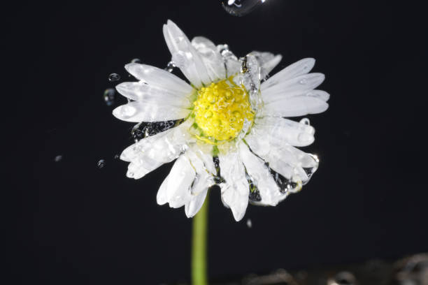 istock Drops photographed with higspeed flashes and dropper in the studio 1202502064