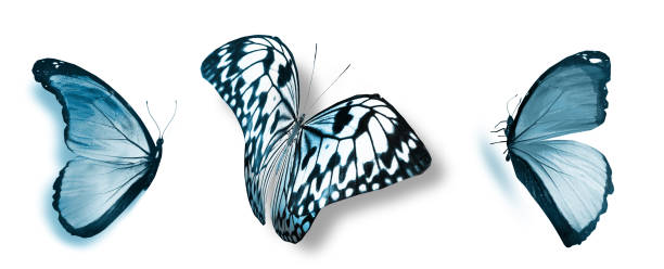 istock Color butterflies , isolated on white background 1202503015