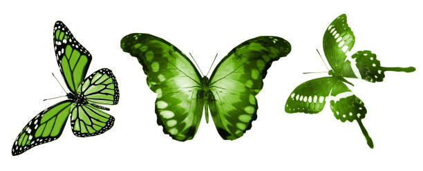 istock Color butterflies , isolated on white background 1202503031