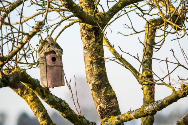 istock a birdhouse in a tree in wintertime 1202503618