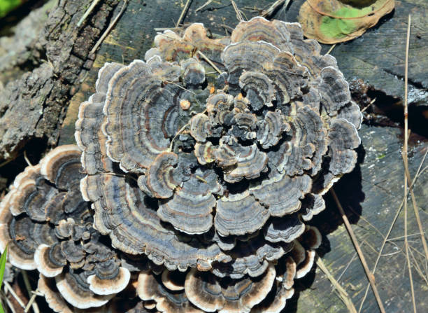 istock Mushrooms tinder (Trametes versicolor) 3 1202503822
