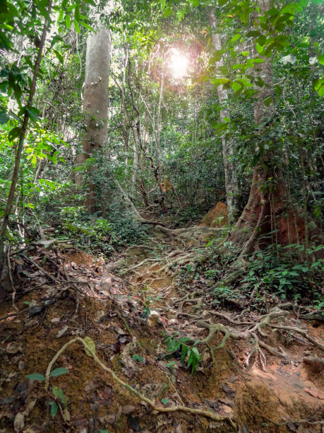 istock around Taman Negara in Malaysia 1202504391