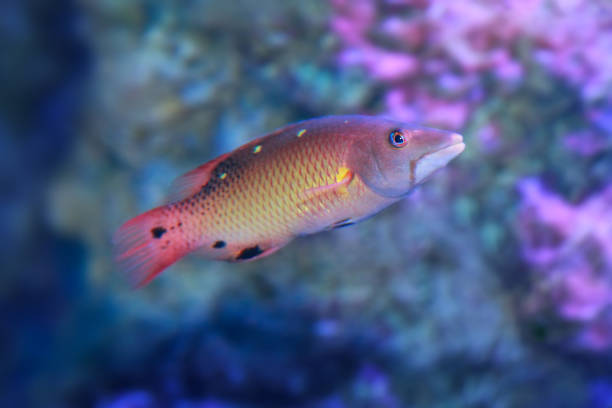 istock Red diana hogfish in sea water 1202504568