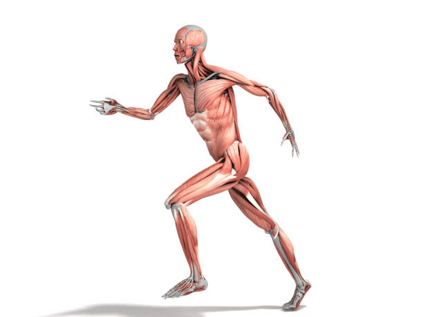 istock medically accurate illustration of a human muscle system run pose 3d rendered on white 1202505077