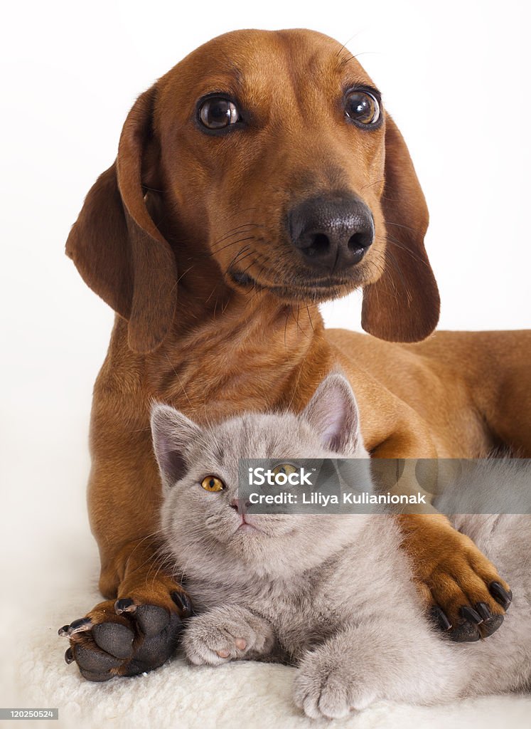 A dashshund dog with one leg embracing a kitten  litle British kitten and dachshund dog  Dachshund Stock Photo