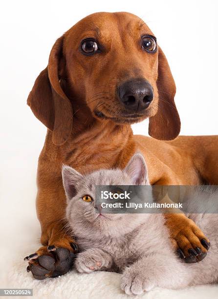 A Dashshund Dog With One Leg Embracing A Kitten Stock Photo - Download Image Now - Dachshund, Domestic Cat, Animal