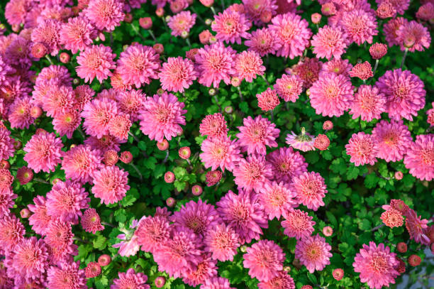 istock Pink Asteraceae flower blooming in garden 1202506007
