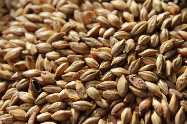 Extreme close up image of a bowl full of malted barley grains stock photo