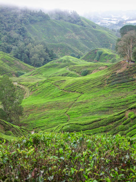 istock Tea plantation in Malaysia 1202508565