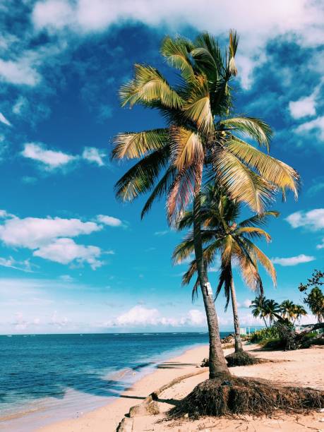 istock Ocean water with palm trees 1202508586