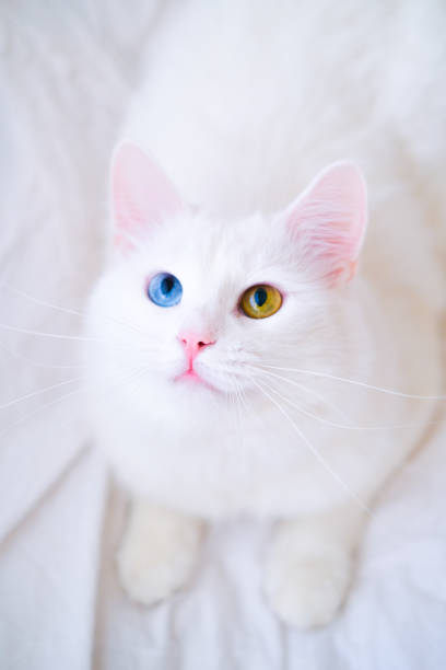 istock White cat with different color eyes. Turkish angora. Van kitten with blue and green eye looking up. Adorable domestic pets, heterochromia 1202509488