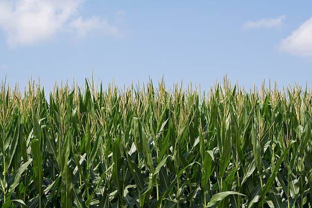 Cornfield fechar w/sky 2 - fotografia de stock