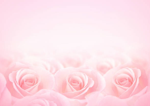 Pink Rose flowers with blurred sofe pastel color background for love wedding and valentines day Pink Rose flowers with blurred sofe pastel color background for love wedding and valentines day. sofe stock pictures, royalty-free photos & images