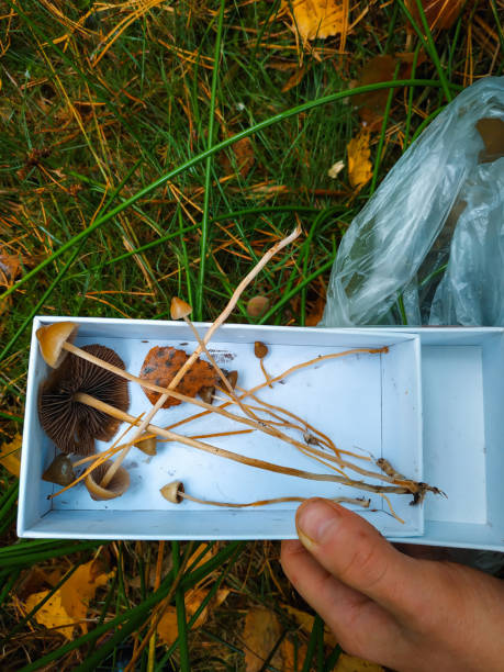 funghi allucinogeni nell'erba sul campo. - libs foto e immagini stock