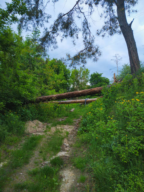 istock Muddy road in rural path at the forest with creek. 1202510943