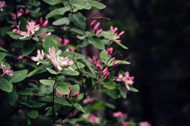 красивый куст жимолости с розовыми цветами. сюрреалистический темный фон природы. весенний фон - honeysuckle pink фот�ографии стоковые фото и изображения