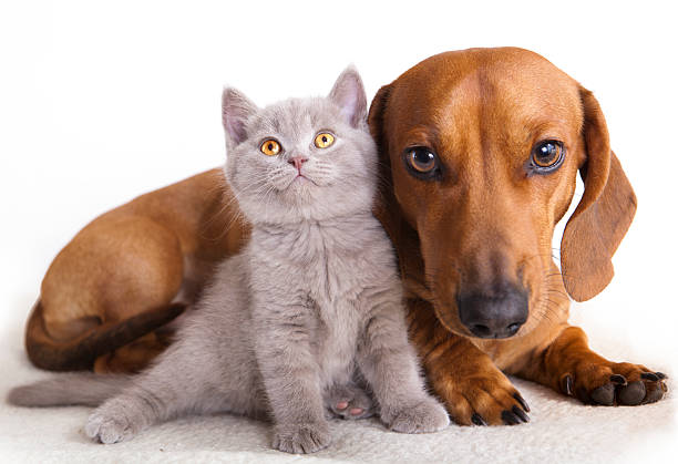 istock A kitten and a dachshund against a white background 120251238