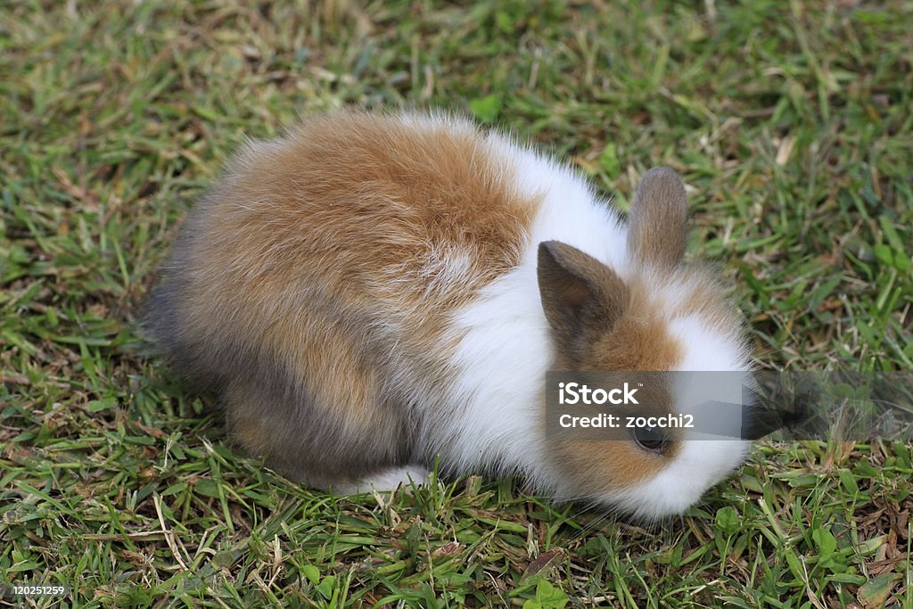 Lapin nain - Photo de Lapin - Animal libre de droits