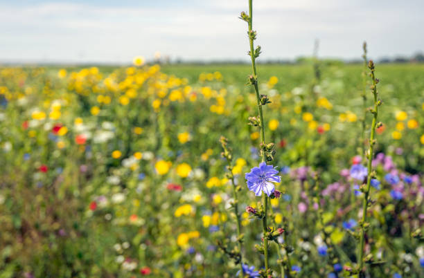 Mixed wildflowers together