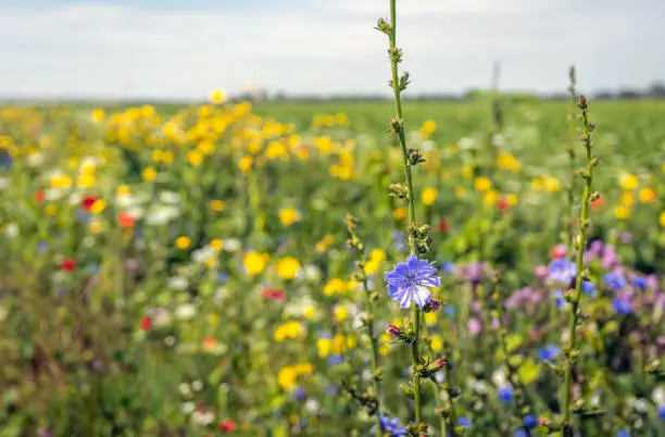 Closeup of mixed wildflowers together growing in a Dutch field edge.